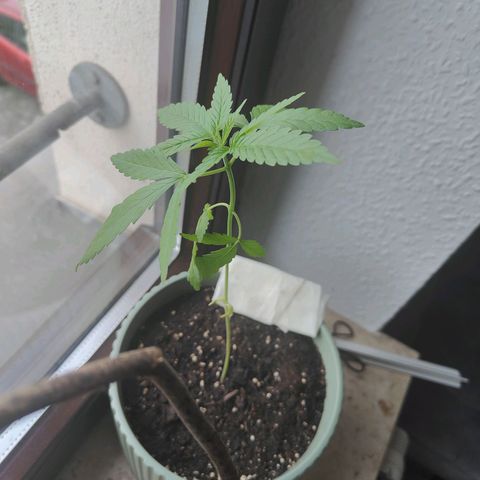 Speedy Chile Lady growlog photo: Untere Blätter hängen etwas herunter