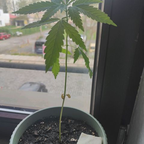 Speedy Chile Lady growlog timeline photo
