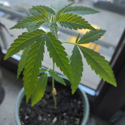 Speedy Chile Lady growlog timeline photo