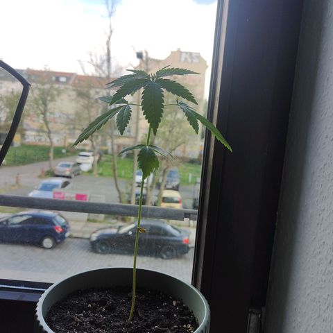 Speedy Chile Lady growlog timeline photo