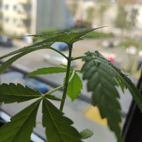 Speedy Chile Lady growlog timeline photo