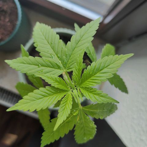 Speedy Chile Lady growlog timeline photo