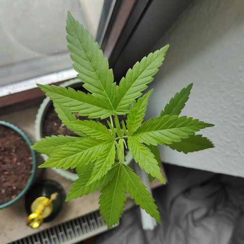 Speedy Chile Lady growlog timeline photo