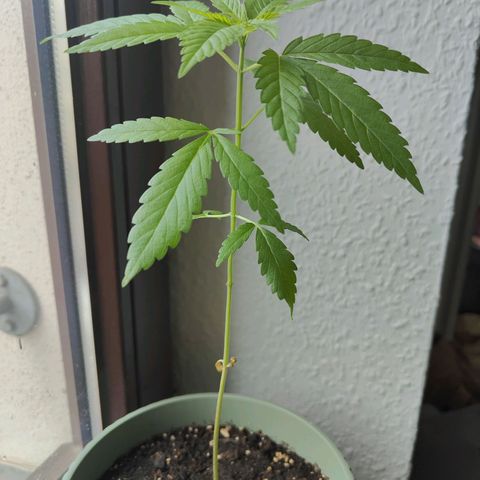 Speedy Chile Lady growlog timeline photo