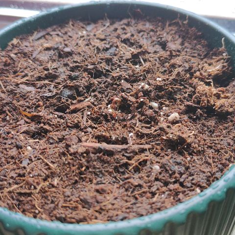 Purple Queen  growlog timeline photo