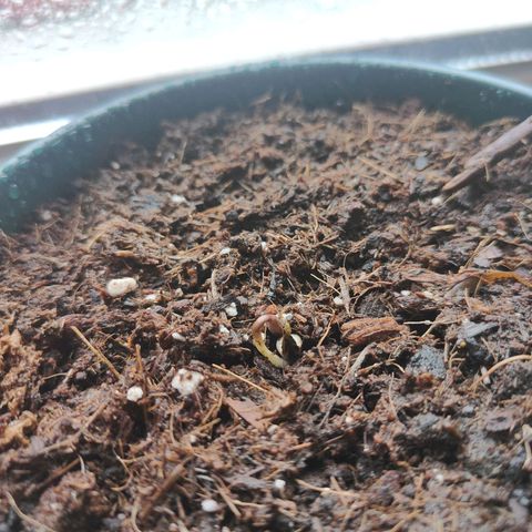 Purple Queen  growlog timeline photo