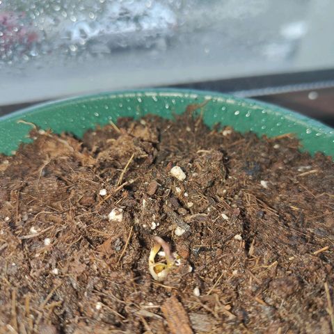 Purple Queen  growlog timeline photo