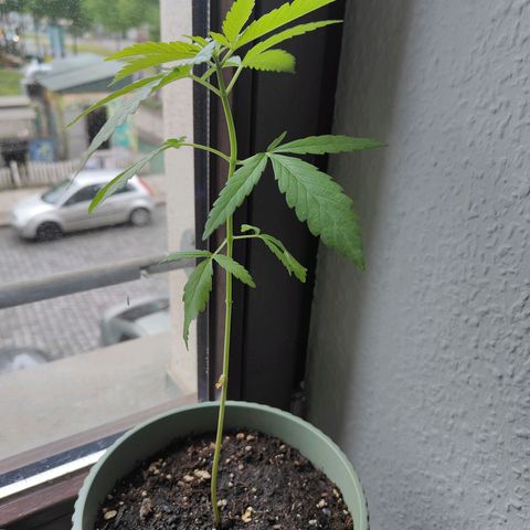 Speedy Chile Lady growlog timeline photo