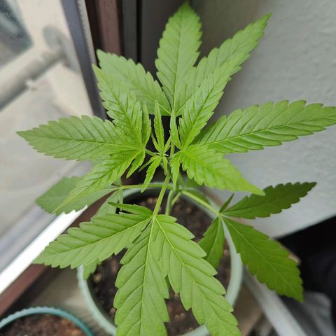 Speedy Chile Lady growlog timeline photo