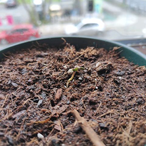 Purple Queen  growlog timeline photo