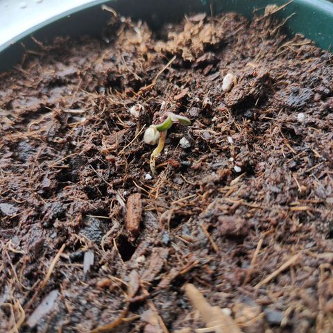 Purple Queen  growlog timeline photo