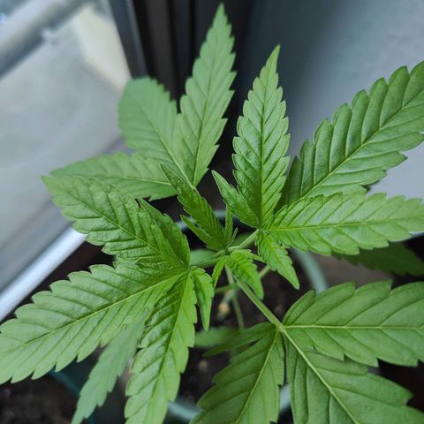 Speedy Chile Lady growlog timeline photo