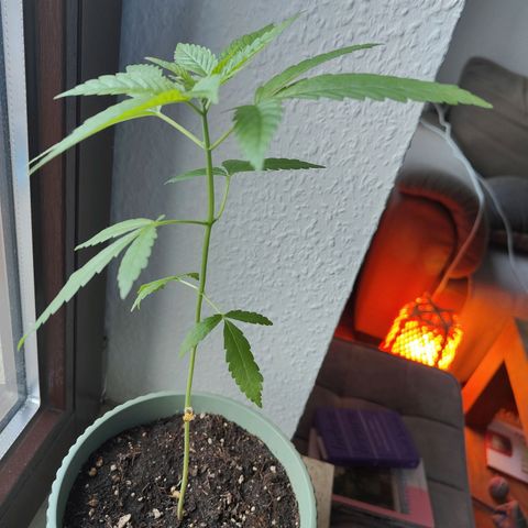Speedy Chile Lady growlog timeline photo