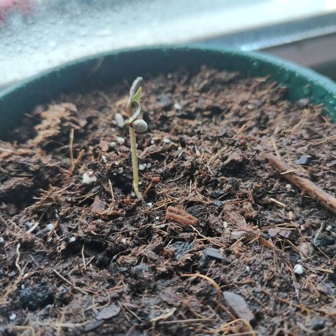 Purple Queen  growlog timeline photo