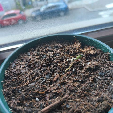 Purple Queen  growlog timeline photo