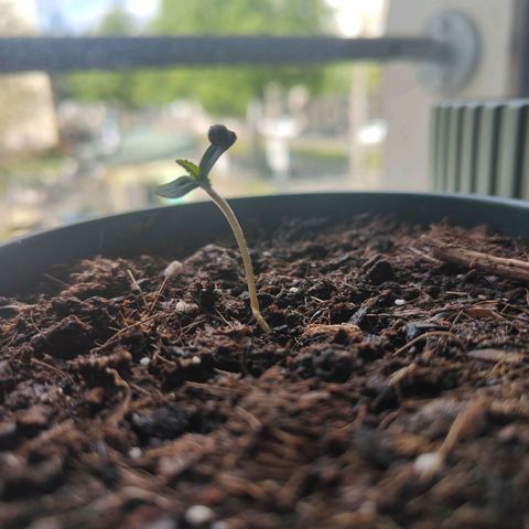 Purple Queen  growlog timeline photo