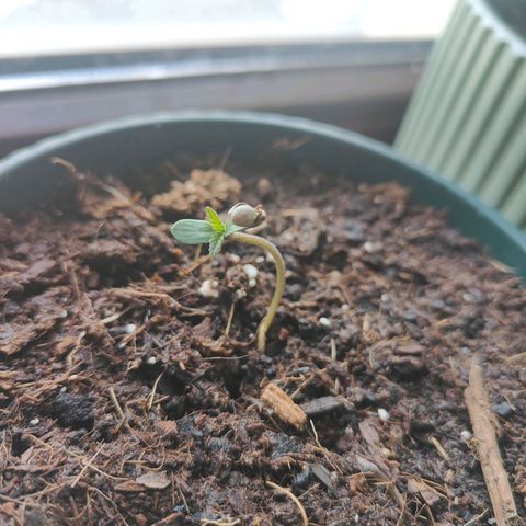 Purple Queen  growlog timeline photo