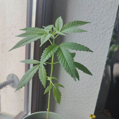 Speedy Chile Lady growlog timeline photo
