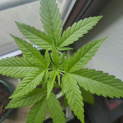 Speedy Chile Lady growlog timeline photo