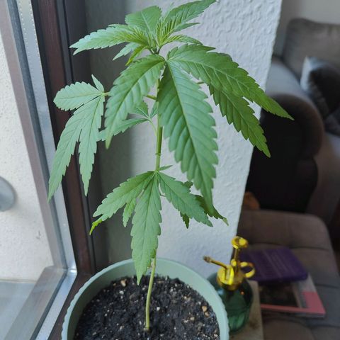 Speedy Chile Lady growlog timeline photo