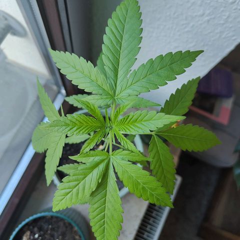 Speedy Chile Lady growlog timeline photo