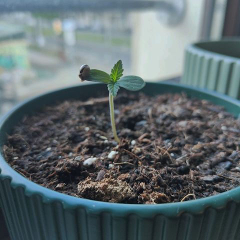 Purple Queen  growlog timeline photo