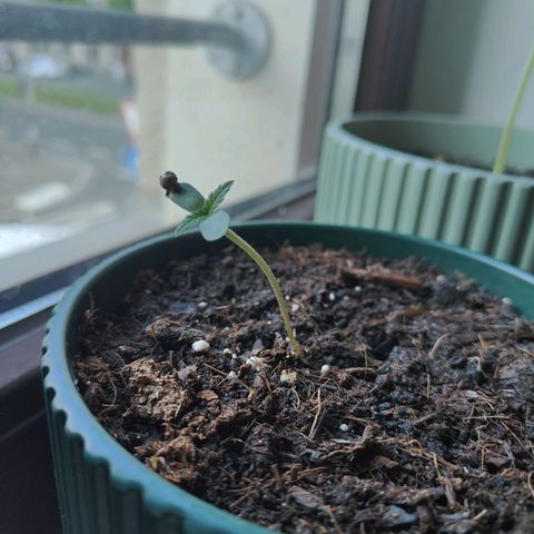 Purple Queen  growlog timeline photo