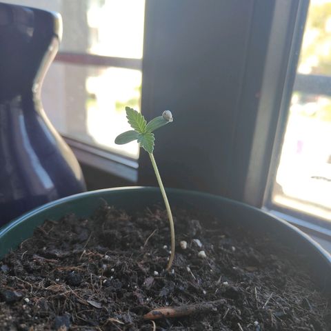 Purple Queen  growlog timeline photo