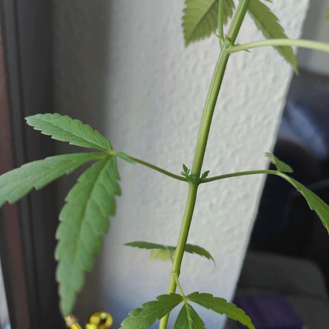 Speedy Chile Lady growlog timeline photo