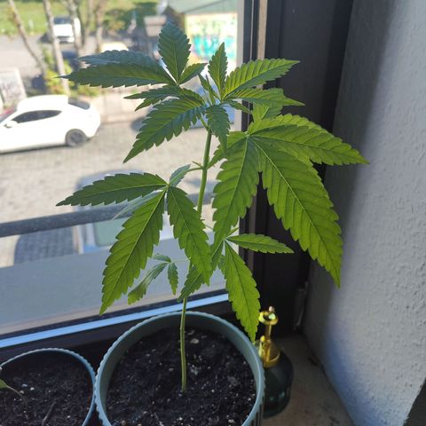 Speedy Chile Lady growlog timeline photo