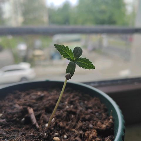 Purple Queen  growlog timeline photo