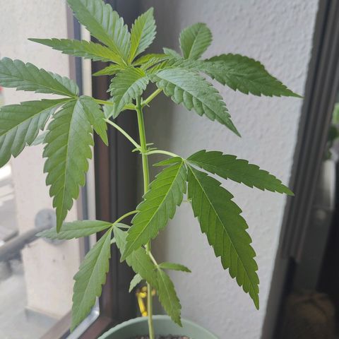 Speedy Chile Lady growlog timeline photo