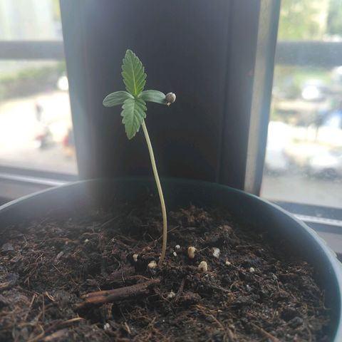 Purple Queen  growlog timeline photo