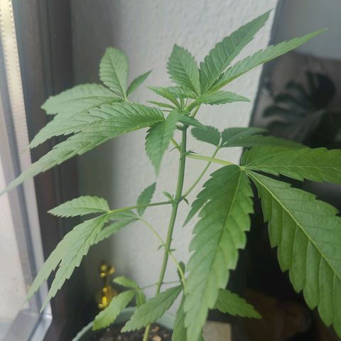 Speedy Chile Lady growlog timeline photo
