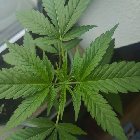 Speedy Chile Lady growlog timeline photo