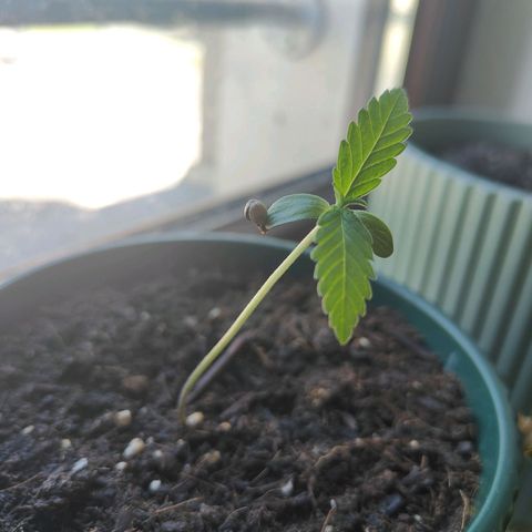 Purple Queen  growlog timeline photo