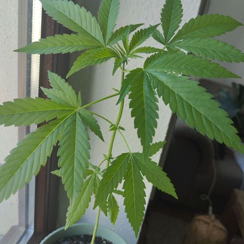 Speedy Chile Lady growlog timeline photo