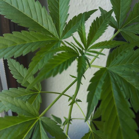 Speedy Chile Lady growlog timeline photo