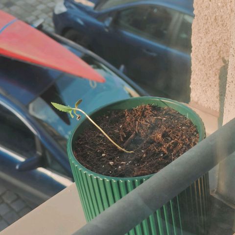 Purple Queen  growlog photo: Kleiner Excurs in die Sonne, war aber zu windig (stresstest)