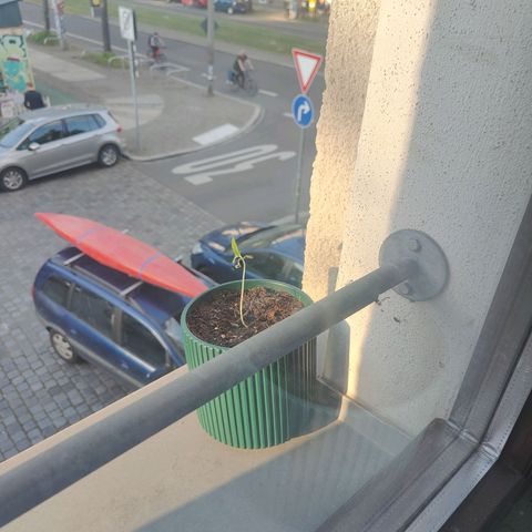 Purple Queen  growlog photo: Kleiner Excurs in die Sonne, war aber zu windig (stresstest)