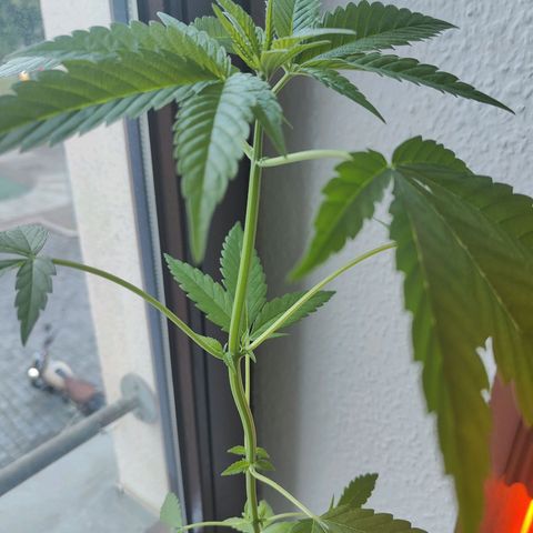 Speedy Chile Lady growlog timeline photo