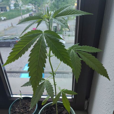 Speedy Chile Lady growlog timeline photo