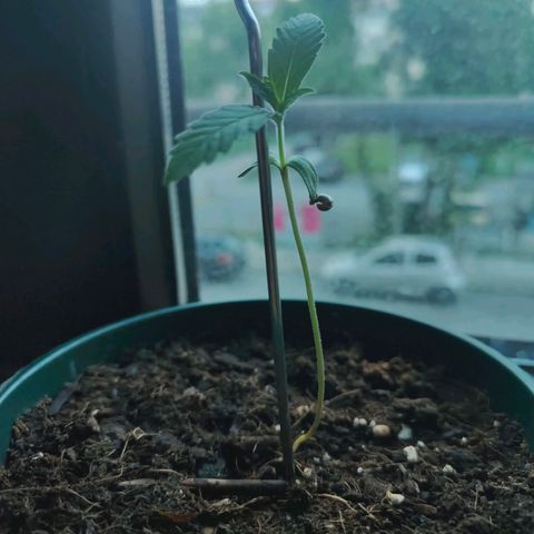 Purple Queen  growlog timeline photo