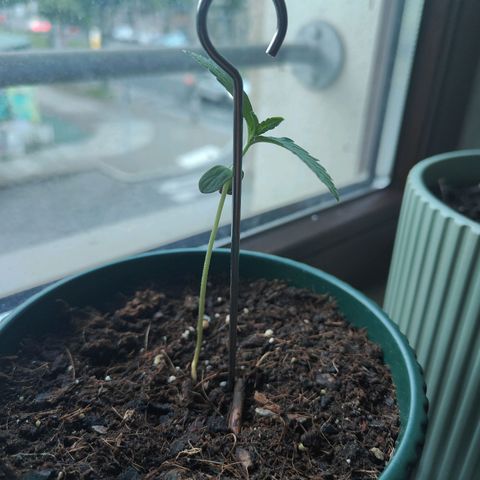 Purple Queen  growlog timeline photo
