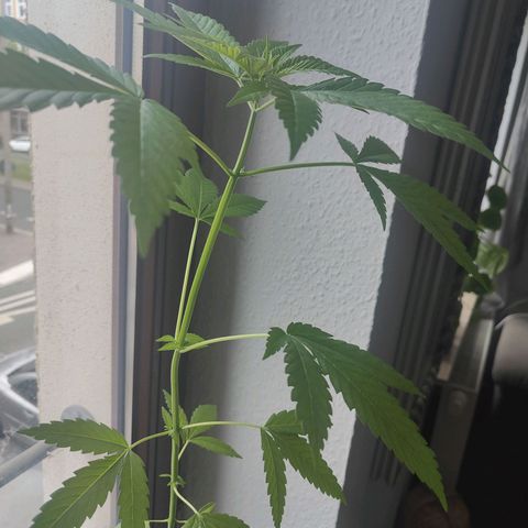 Speedy Chile Lady growlog timeline photo