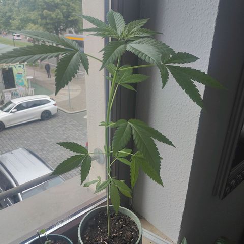 Speedy Chile Lady growlog timeline photo