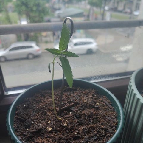 Purple Queen  growlog timeline photo