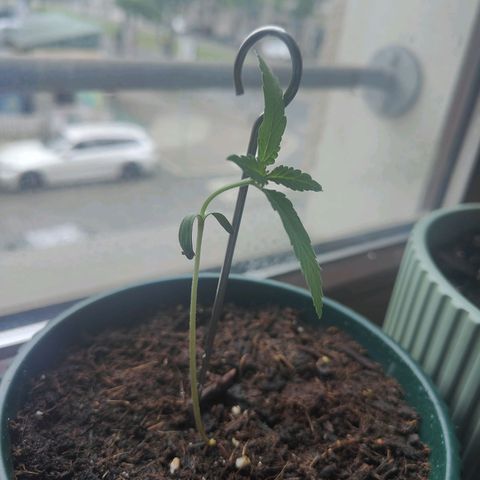 Purple Queen  growlog timeline photo