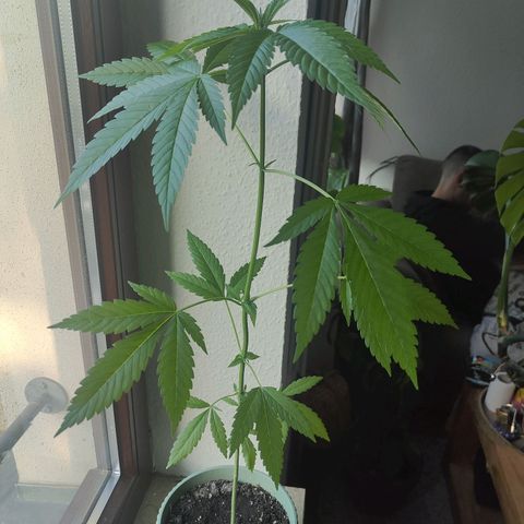 Speedy Chile Lady growlog timeline photo