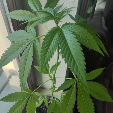 Speedy Chile Lady growlog timeline photo